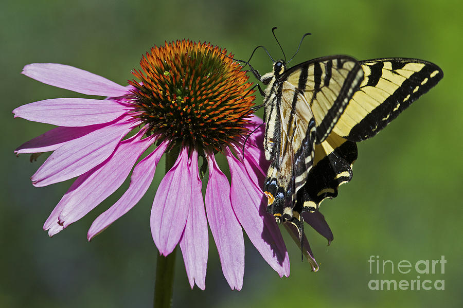 Swallowtail on a Coneflower Photograph by Sonya Lang