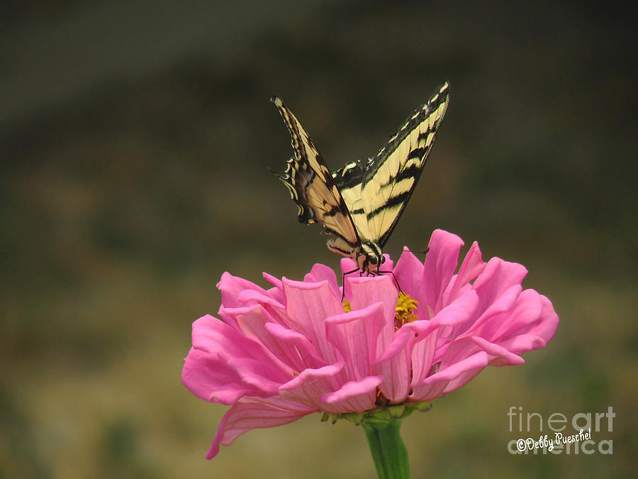 Swallowtail on a Zinnia Photograph by Debby Pueschel