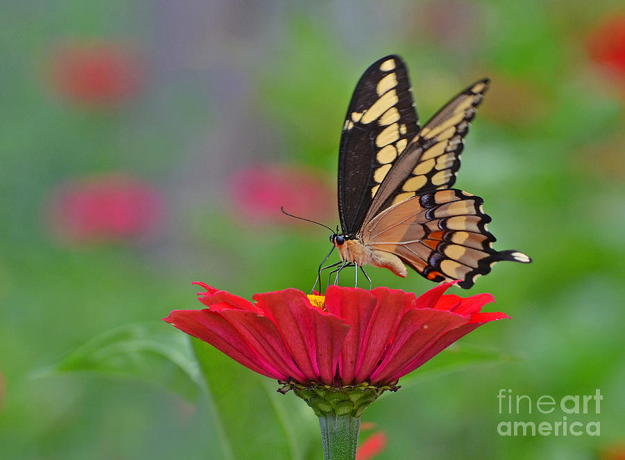 Swallowtail on a Zinnia Photograph by Rodney Campbell