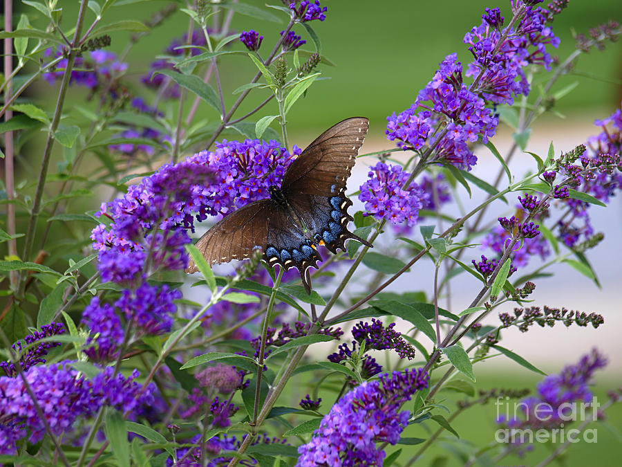 Butterfly Photograph - Swallowtail On Butterfly Bush by Candy Frangella