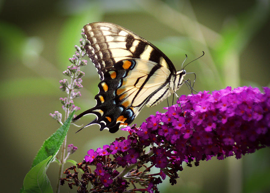 Swallowtail on Butterfly Bush Photograph by TnBackroadsPhotos