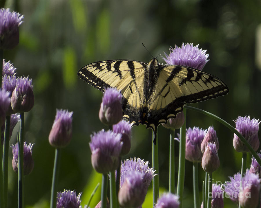 Swallowtail on Chives II Photograph by Lili Feinstein
