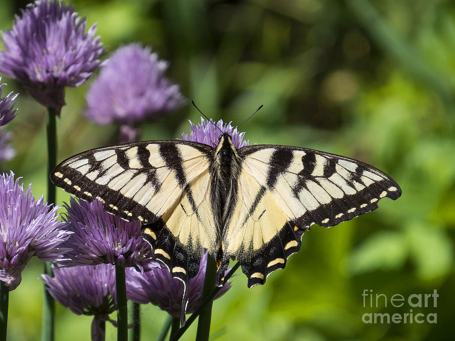 Swallowtail on Chives III Photograph by Lili Feinstein