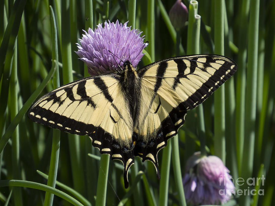 Swallowtail on Chives Photograph by Lili Feinstein