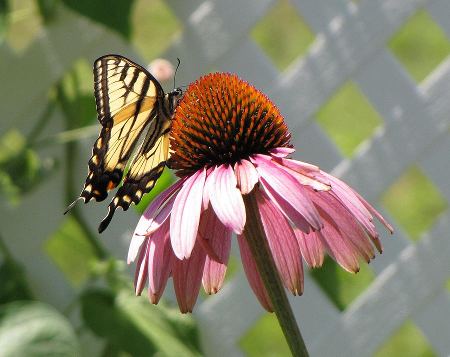 Looking up at Swallowtail on Coneflower Photograph by MTBobbins Photography