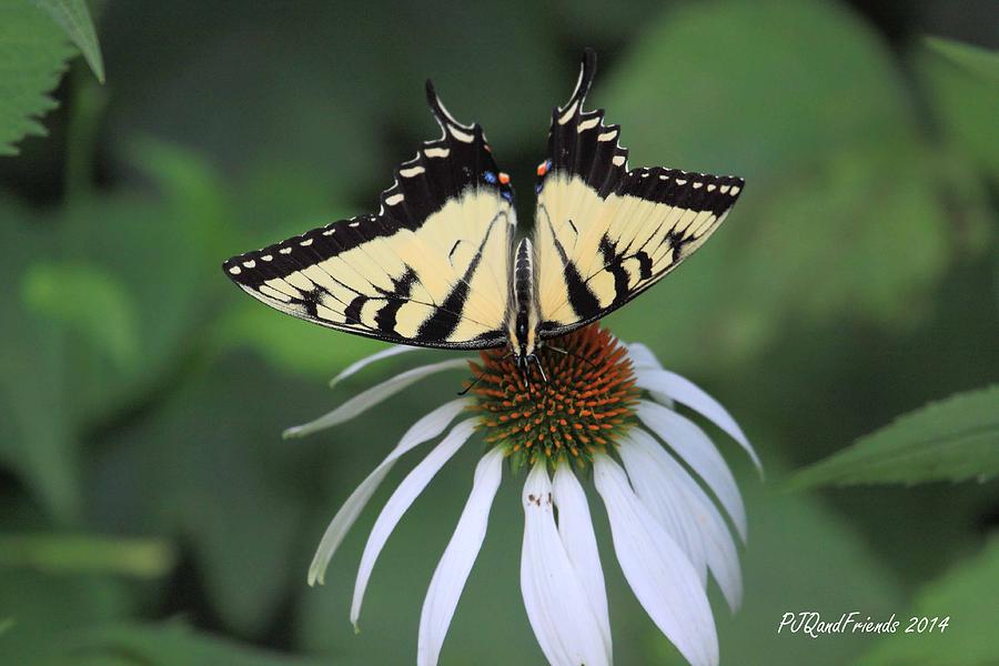 Swallowtail on Coneflower Photograph by PJQandFriends Photography