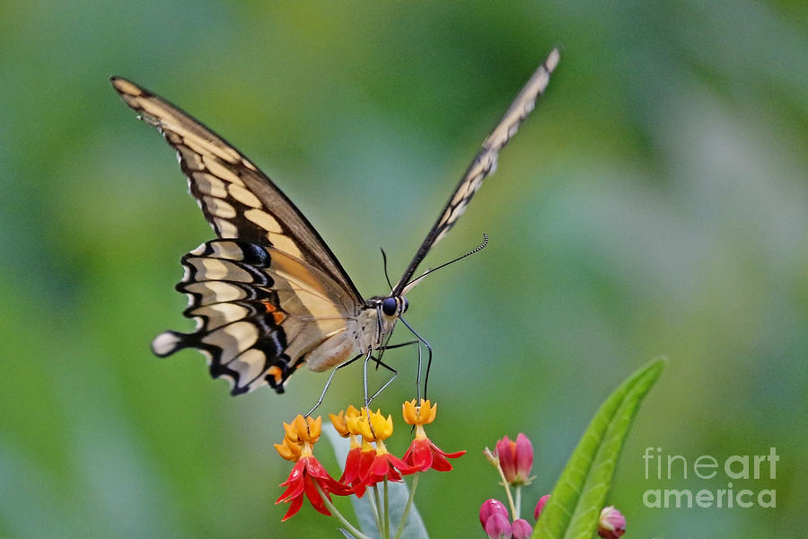 Swallowtail on Flowers Photograph by Luana K Perez