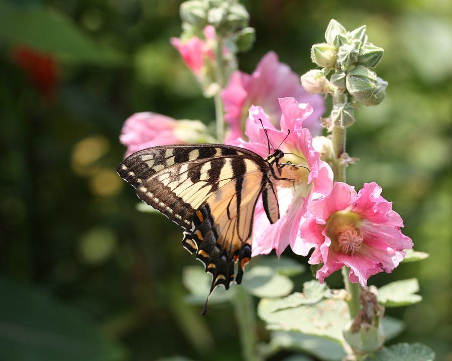 Swallowtail on Hollyhock 15 Photograph by Lucinda VanVleck