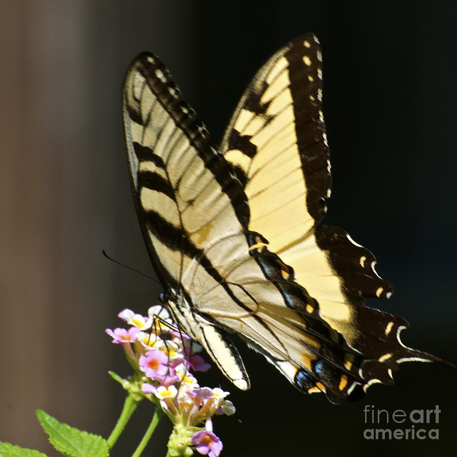Nature Photograph - Swallowtail on Lantana by AnnaJo Vahle