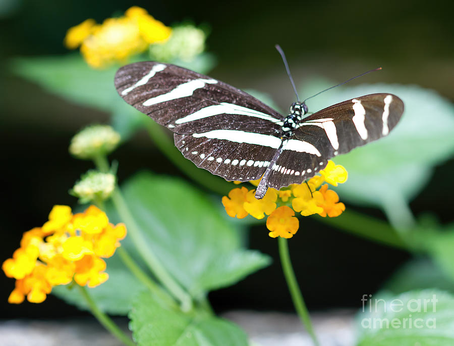 Swallowtail On Lantana Photograph