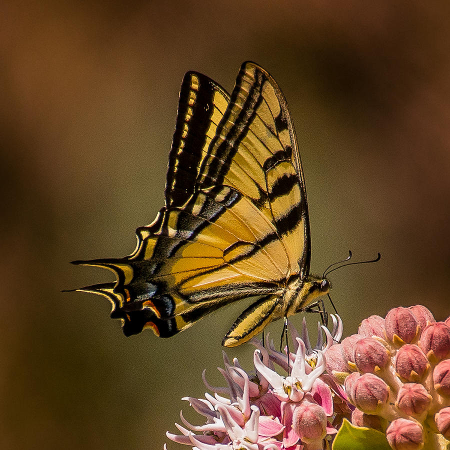 Swallowtail On Milkweed Photograph