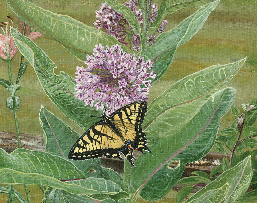 Swallowtail on Milkweed Painting by Lucinda VanVleck