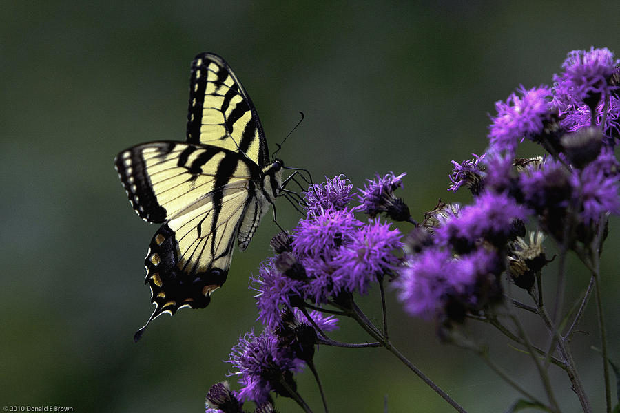 Swallowtail on Purple Photograph by Donald Brown