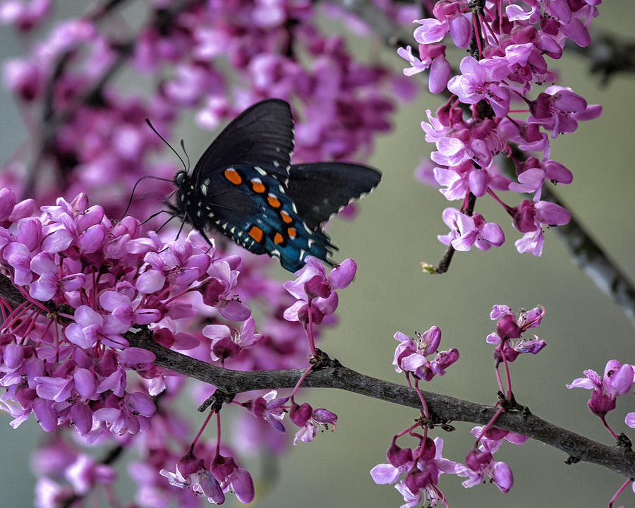 Swallowtail on Redbud Photograph by James Barber