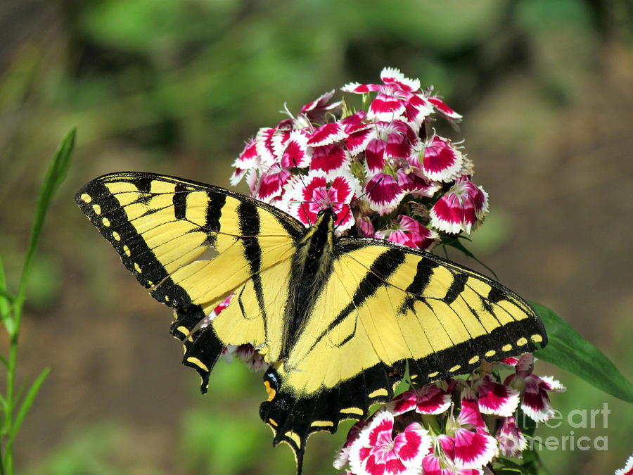 Swallowtail on Sweet William Photograph by Lili Feinstein