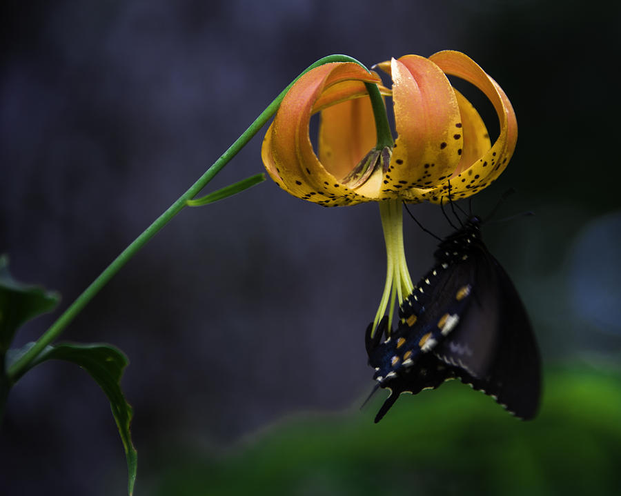 Swallowtail on Turks Cap Photograph by Donald Brown