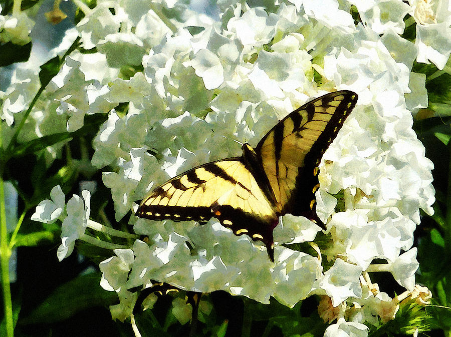 Swallowtail on White Hydrangea Photograph by Susan Savad