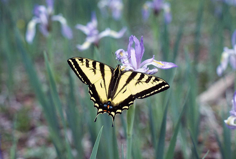 Nature Photograph - Swallowtail On Wild Iris by Buddy Mays
