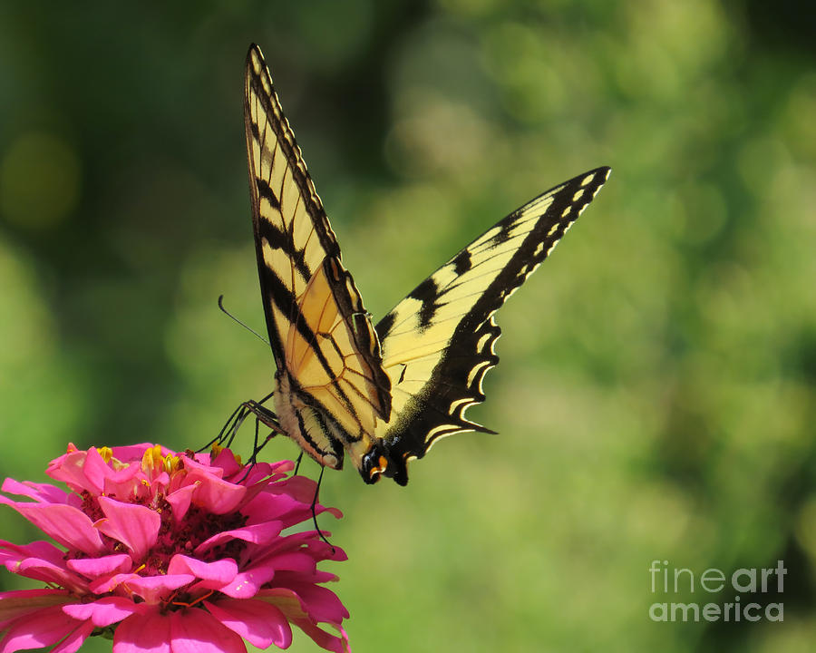 Swallowtail on Zinnia III Photograph by Lili Feinstein
