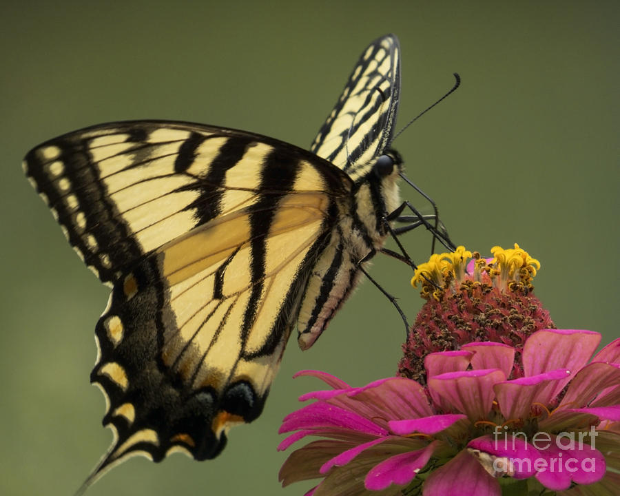 Swallowtail on Zinnia Photograph by Lili Feinstein