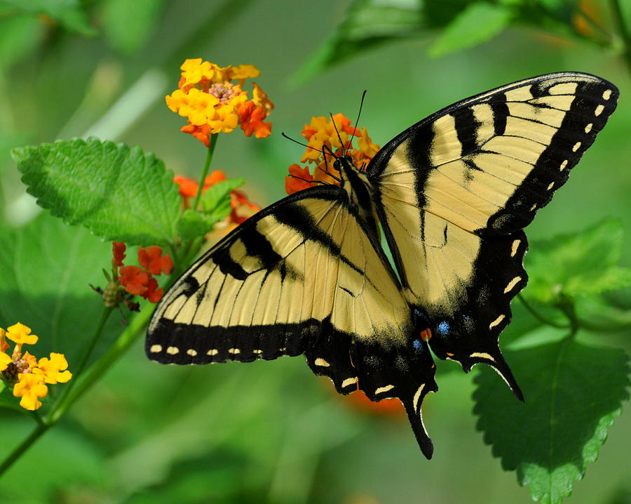 Swallowtail Photograph by Pam Garcia - Fine Art America