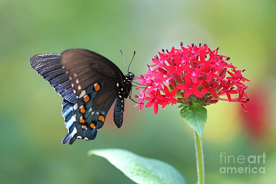 Butterfly Photograph - Swallowtail by Pamela Gail Torres