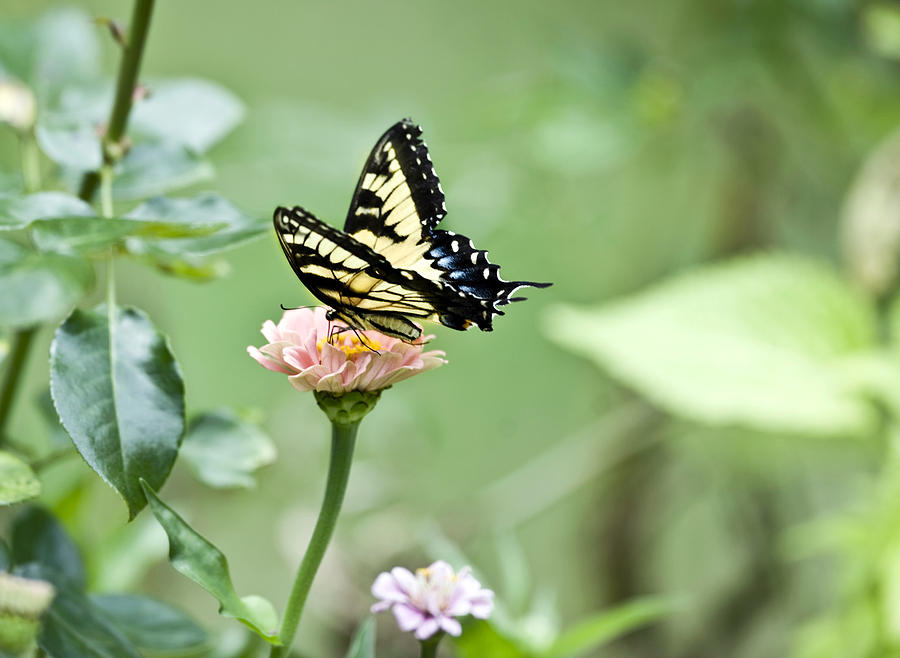 Swallowtail Pastel Photograph by Jodi Jacobson - Fine Art America