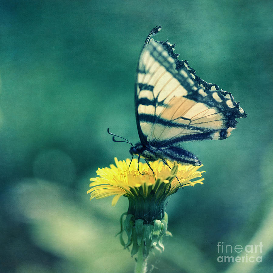 Butterfly Photograph - Swallowtail by Priska Wettstein