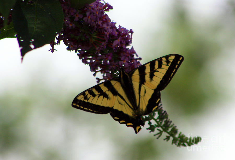 Butterfly Photograph - SwallowTail Purple Flowers by Nick Gustafson