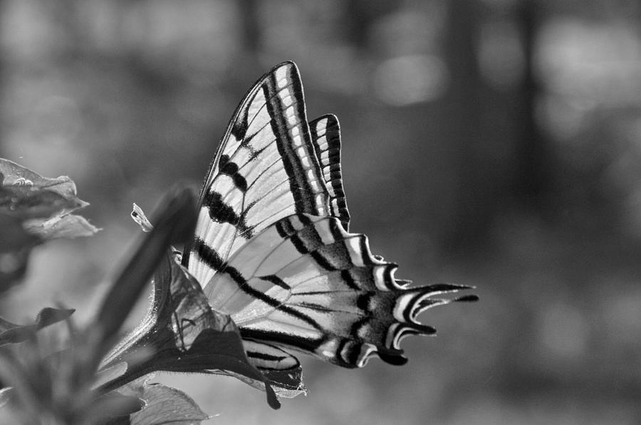 Swallowtail Photograph by Ron White