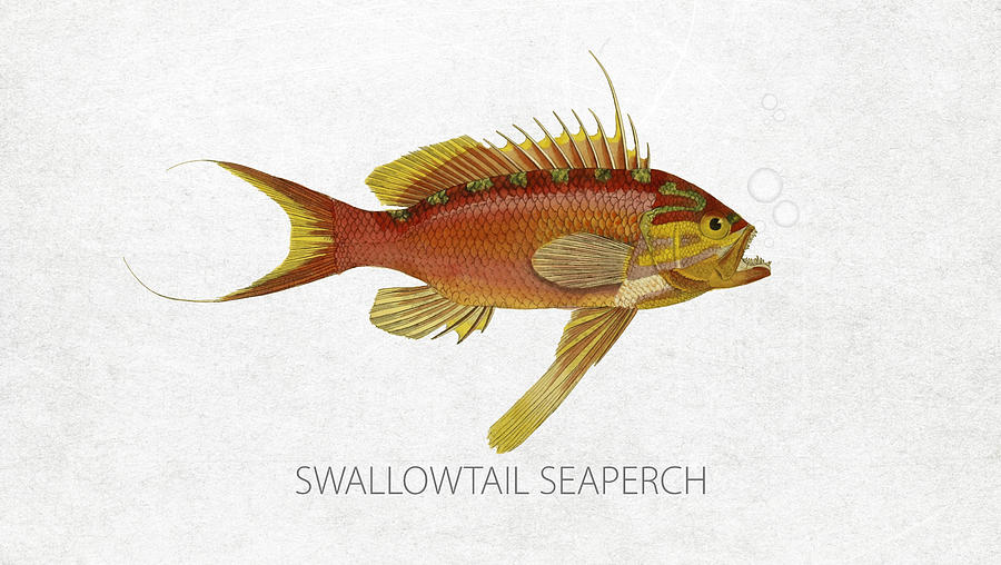 Fish Digital Art - Swallowtail seaperch by Aged Pixel