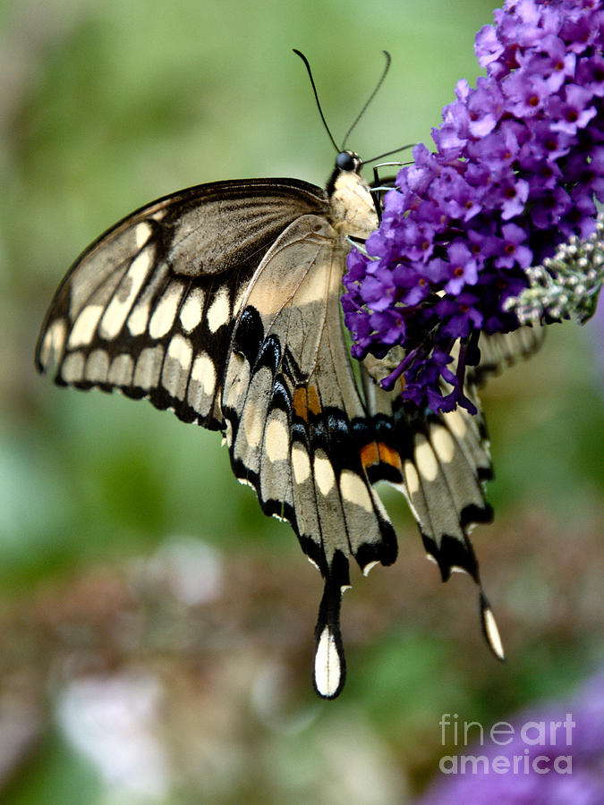 Swallowtail Sideways Photograph by Cheryl Baxter
