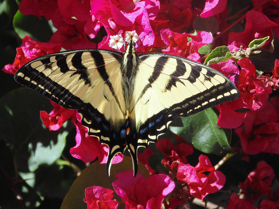Swallowtail Photograph by Stephanie Grant