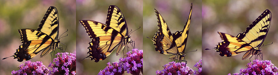 Swallowtail Sweetness Sequence Photograph by Leda Robertson