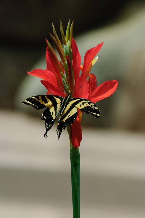 Swallowtail Photograph by Tam Ryan