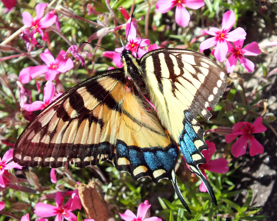 Swallowtail Tiger Butterfly on Phlox Flowers Photograph by Duane McCullough