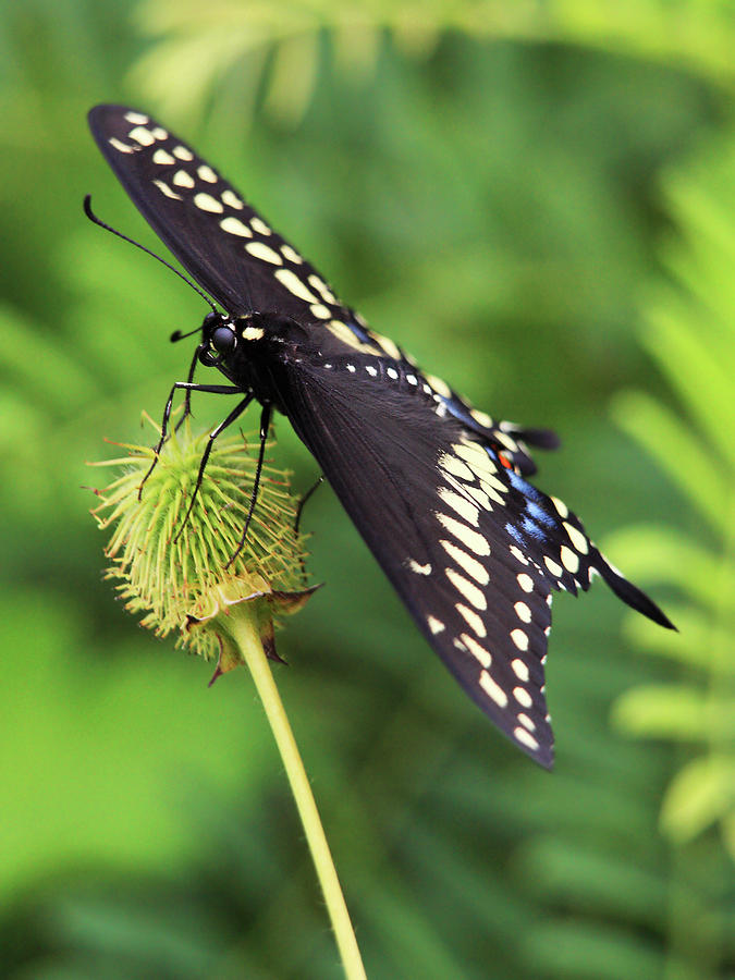 Swallowtails Everywhere Photograph by Theo OConnor
