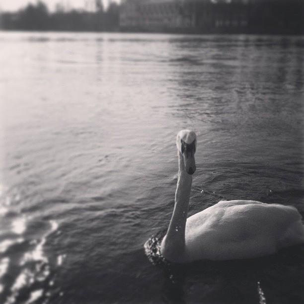 Swam Photograph - #swam #cute #germany #konstanz by Diana Kunanova