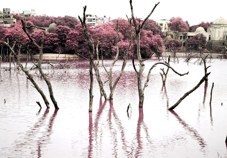 Nature Photograph - Swamp 3 by Sumit Mehndiratta