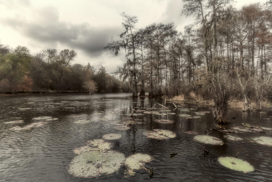 Tree Photograph - Swamp Alive by Stellina Giannitsi