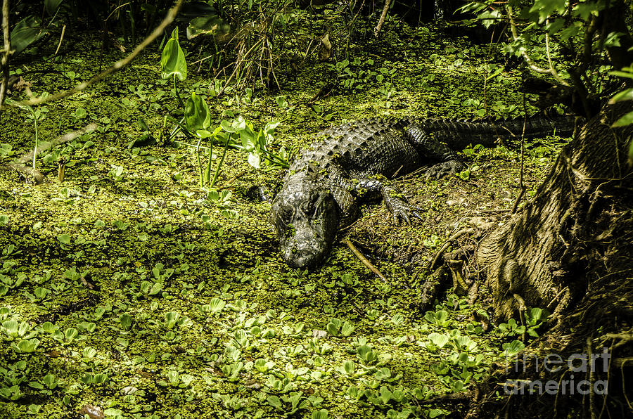 Swamp Alligator Photograph by Mary Carol Story