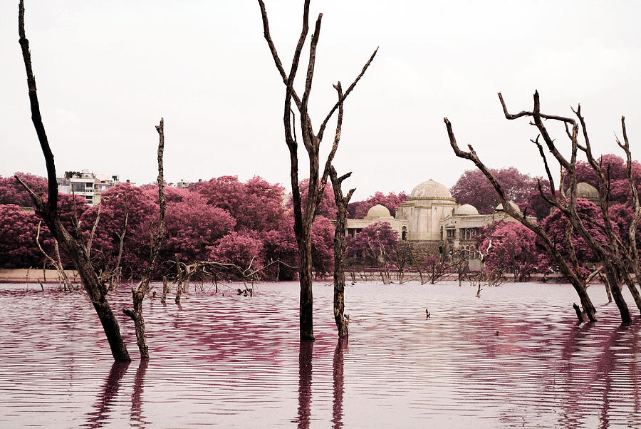 Swamp and tomb Photograph by Sumit Mehndiratta