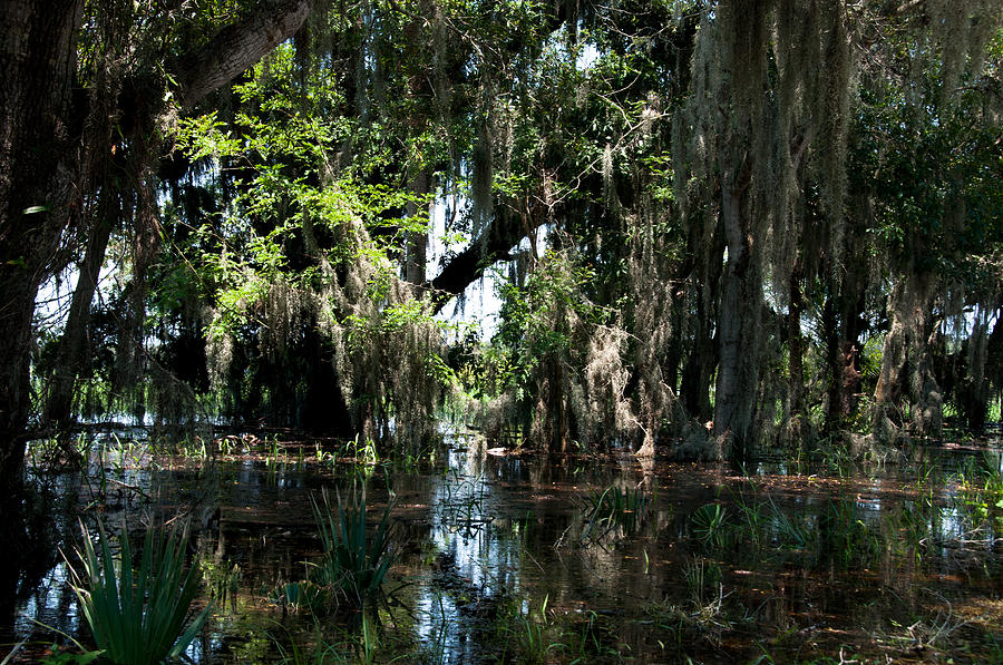 Swamp at Myaaka Photograph by Herman Boodoo - Fine Art America