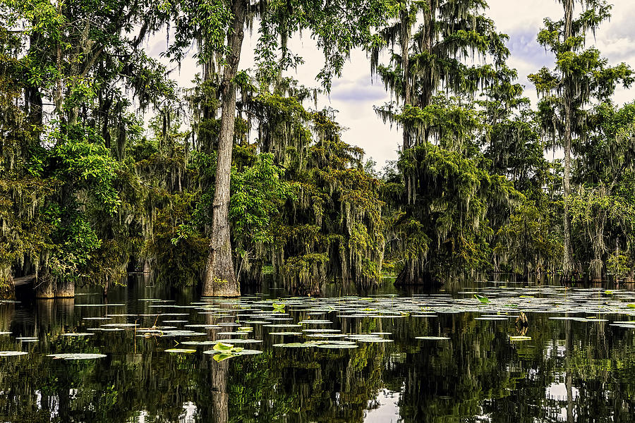 Swamp Photograph - Swamp Beauty by Janet Fikar