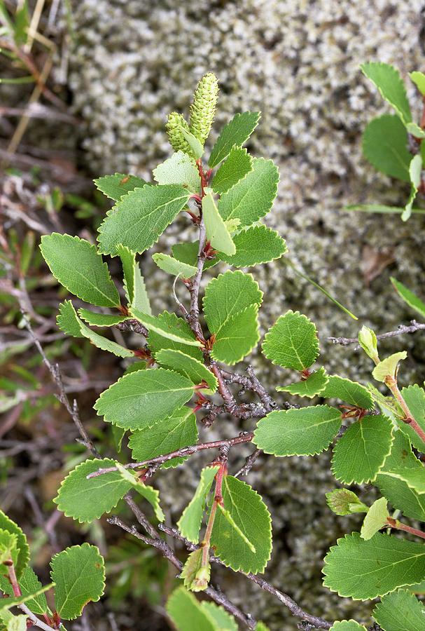 Swamp Birch (betula Pumila) Photograph by Bob Gibbons/science Photo ...