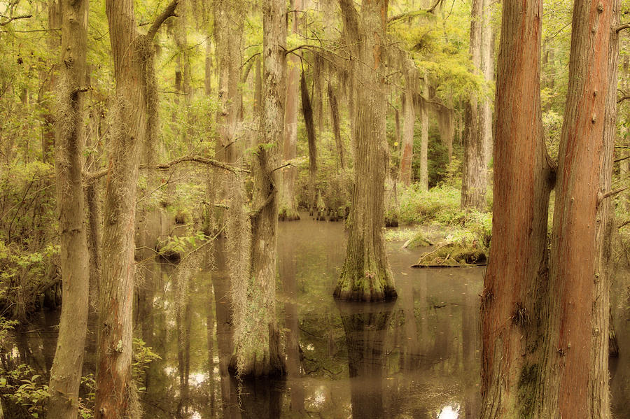 Swamp Photograph by Cindy Haggerty