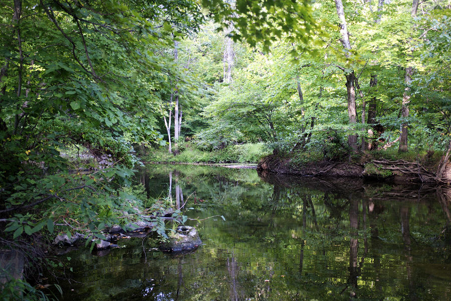 Swamp Creek Photograph by Hugh Smith - Fine Art America