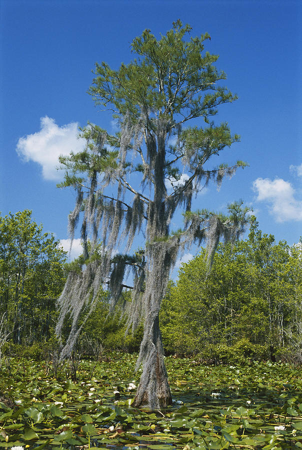 Swamp Cypress In Okefenokee Nwr Photograph by C.r. Sharp