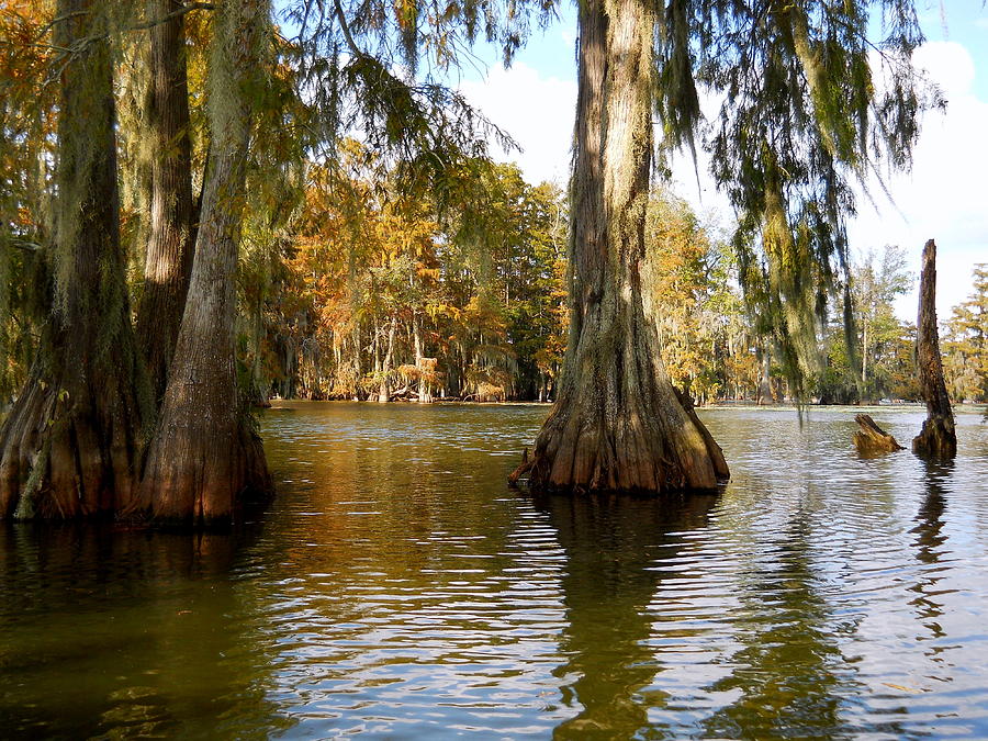 Swamp - Cypress Trees Photograph by Beth Vincent