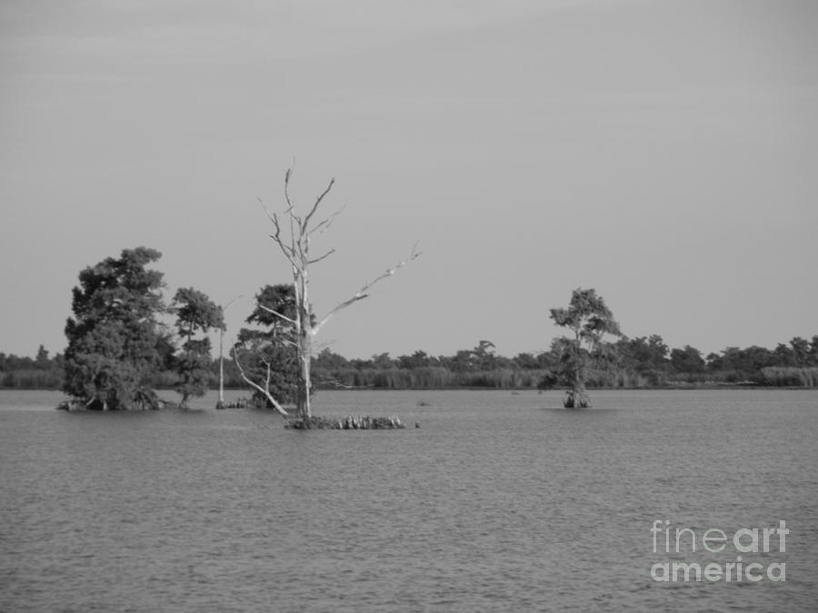 Swamp Cypress Trees Black and White Photograph by Joseph Baril